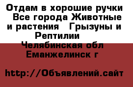 Отдам в хорошие ручки - Все города Животные и растения » Грызуны и Рептилии   . Челябинская обл.,Еманжелинск г.